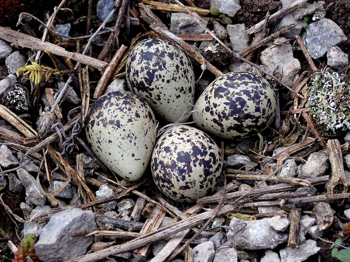 Killdeer - David Bird