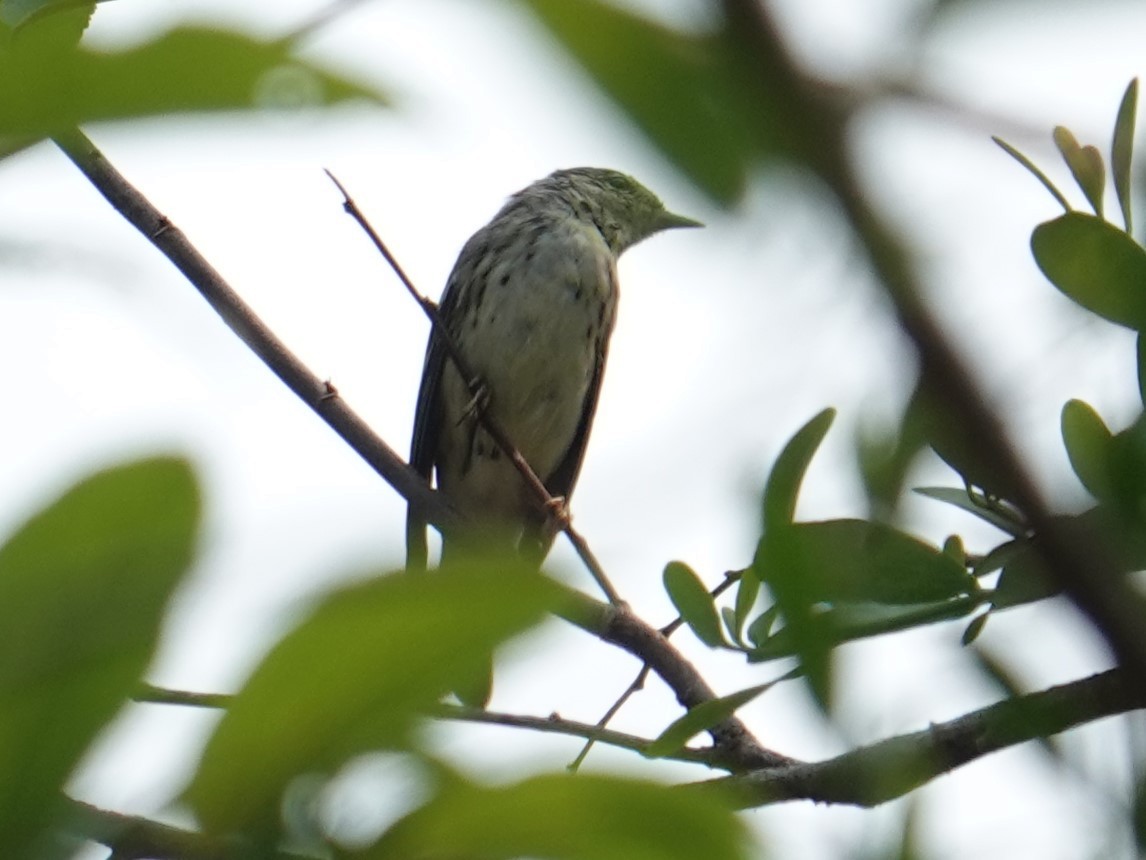 Blackpoll Warbler - Steve Kornfeld