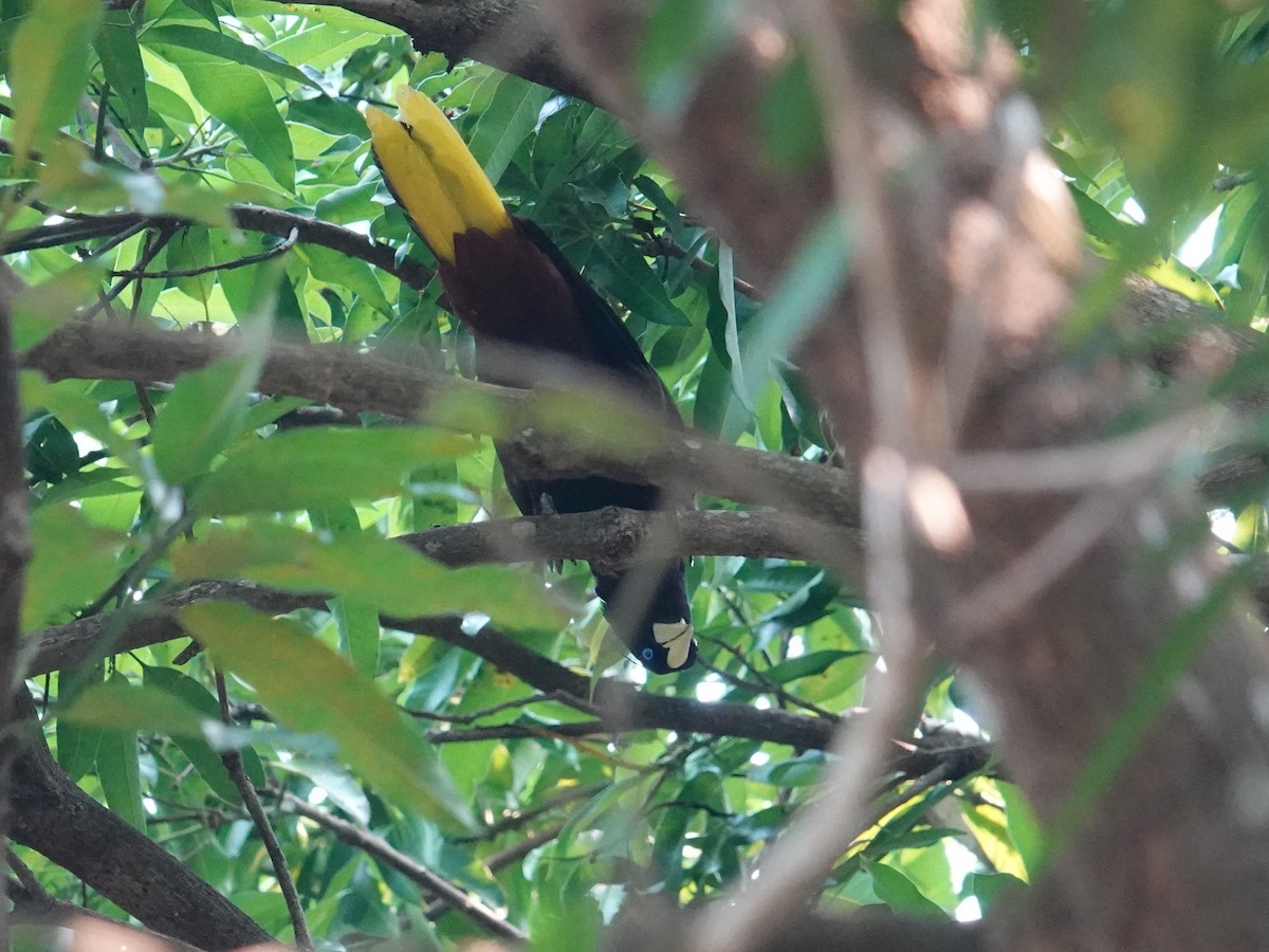 Crested Oropendola - ML616563006