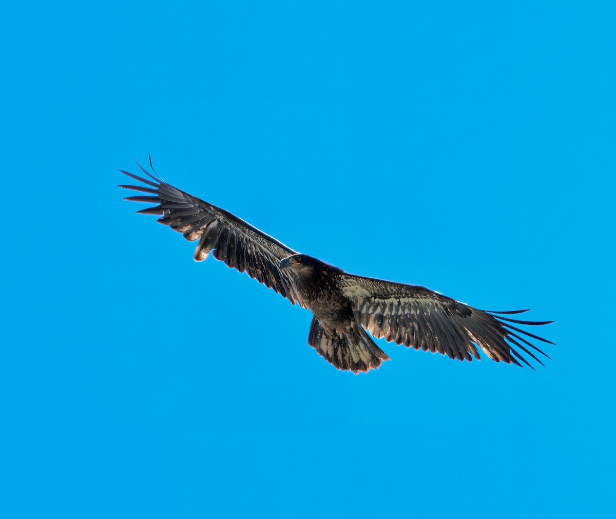 Bald Eagle - ML616563013