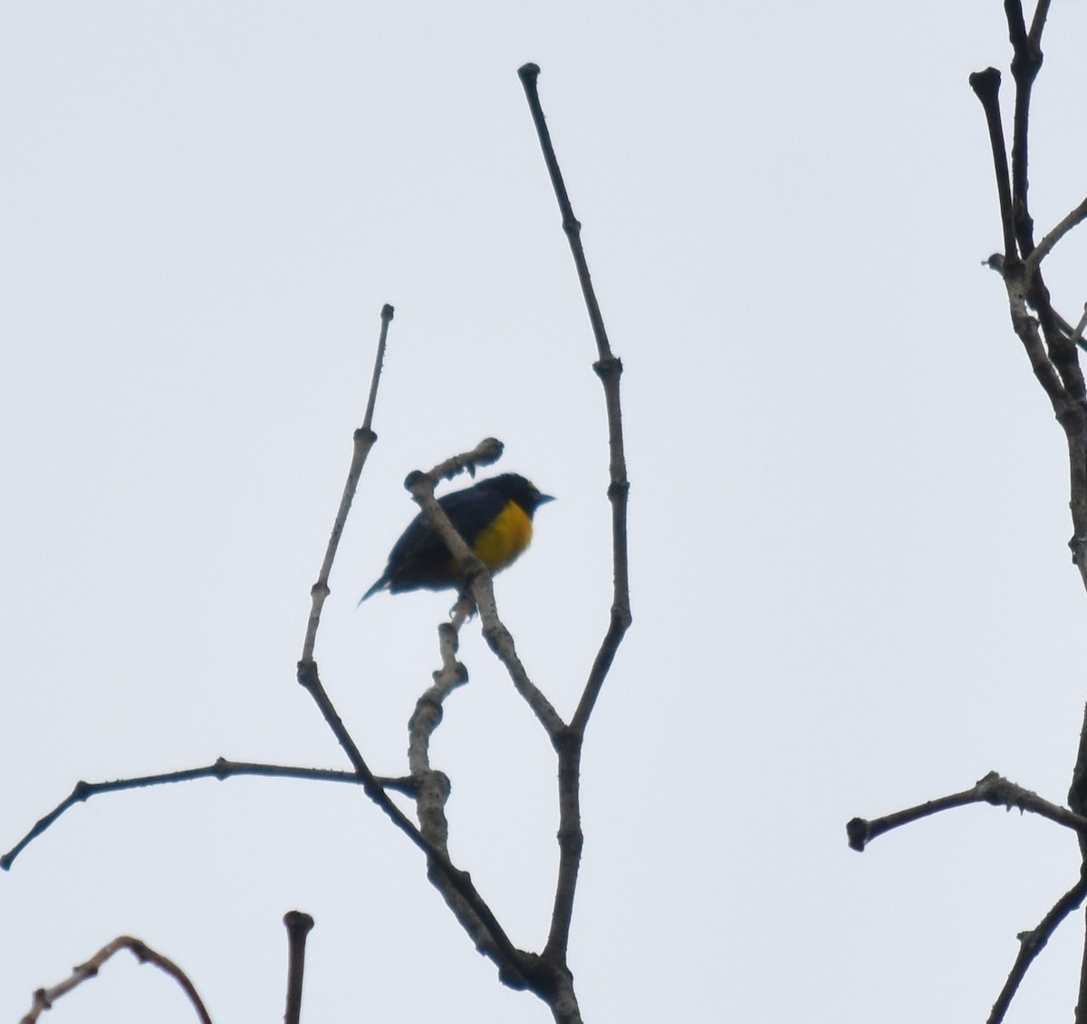 Orange-bellied Euphonia - ML616563024