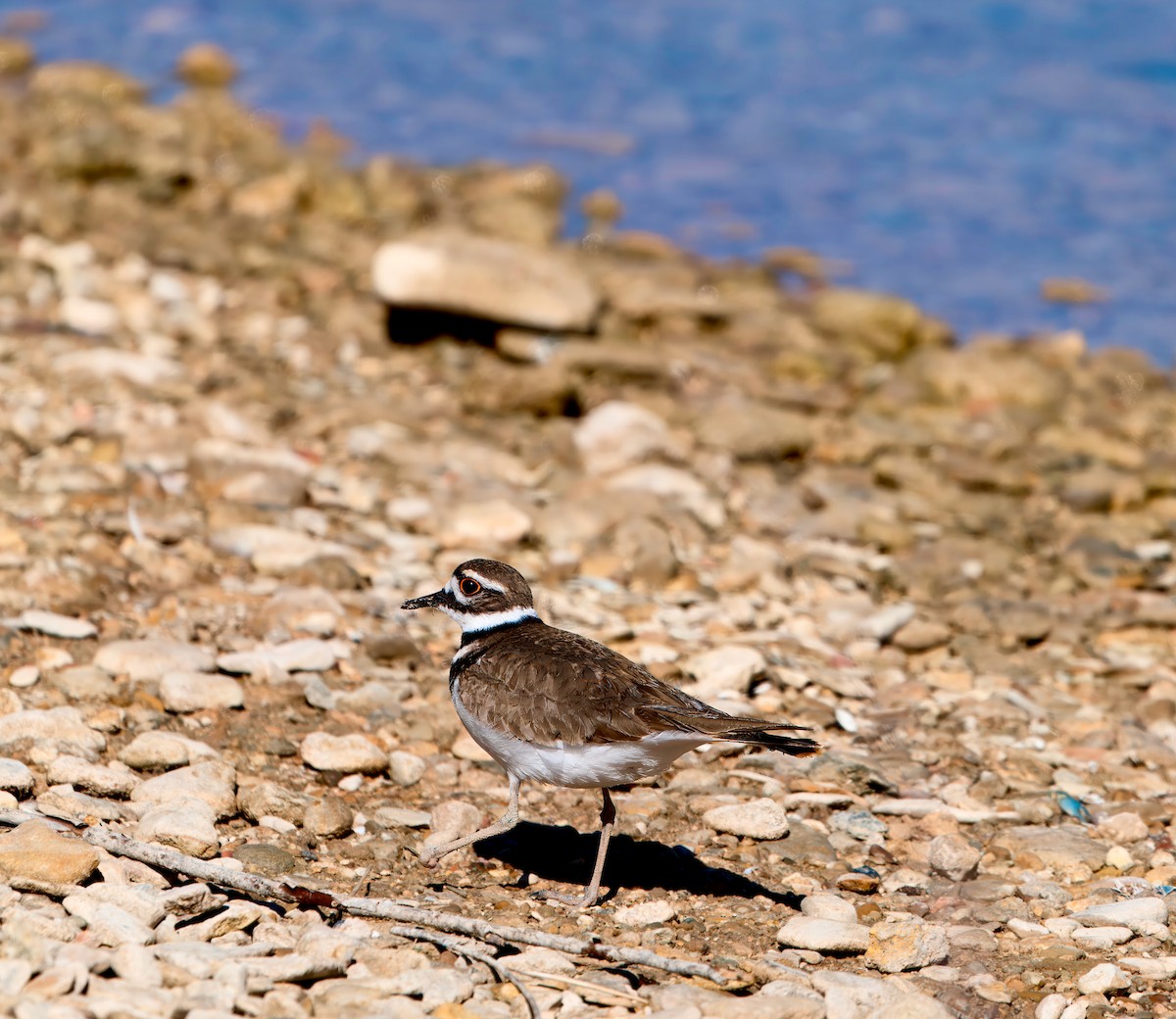 Killdeer - Julie Schneider