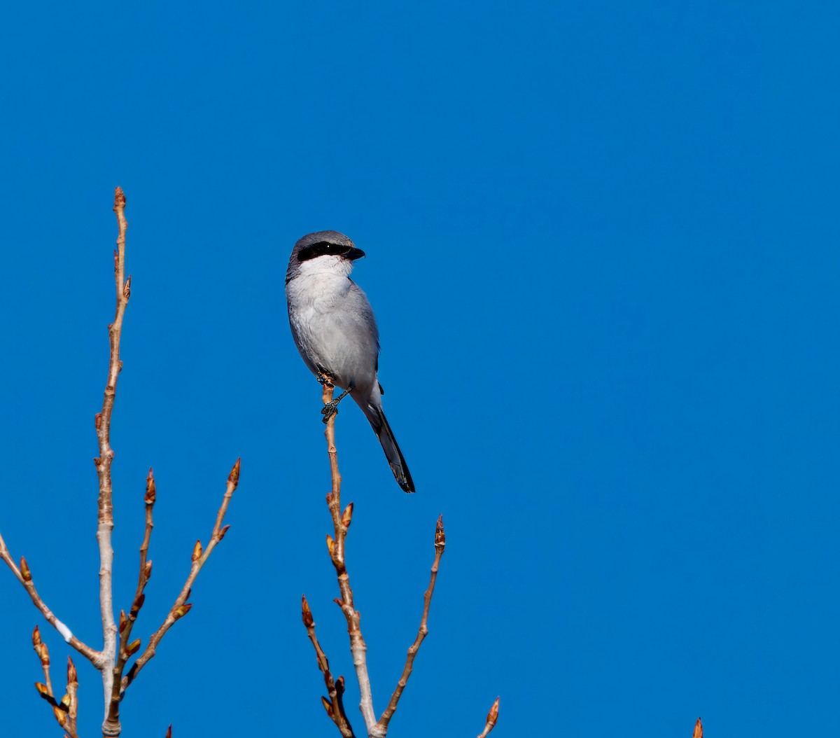 Loggerhead Shrike - ML616563040