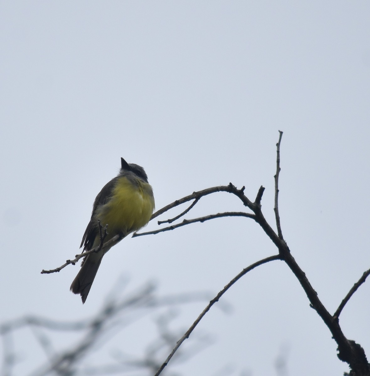 Tropical Kingbird - ML616563042