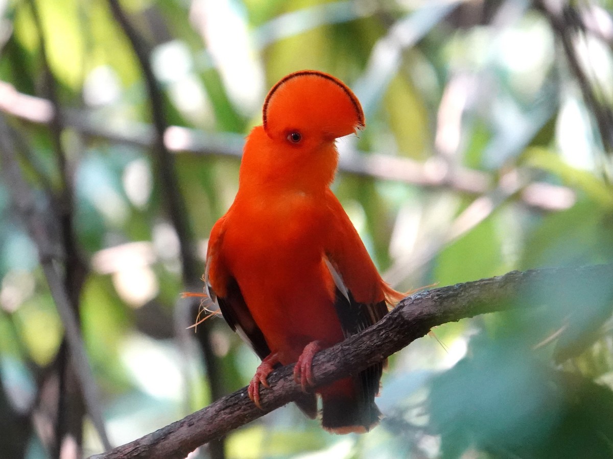 Guianan Cock-of-the-rock - ML616563066