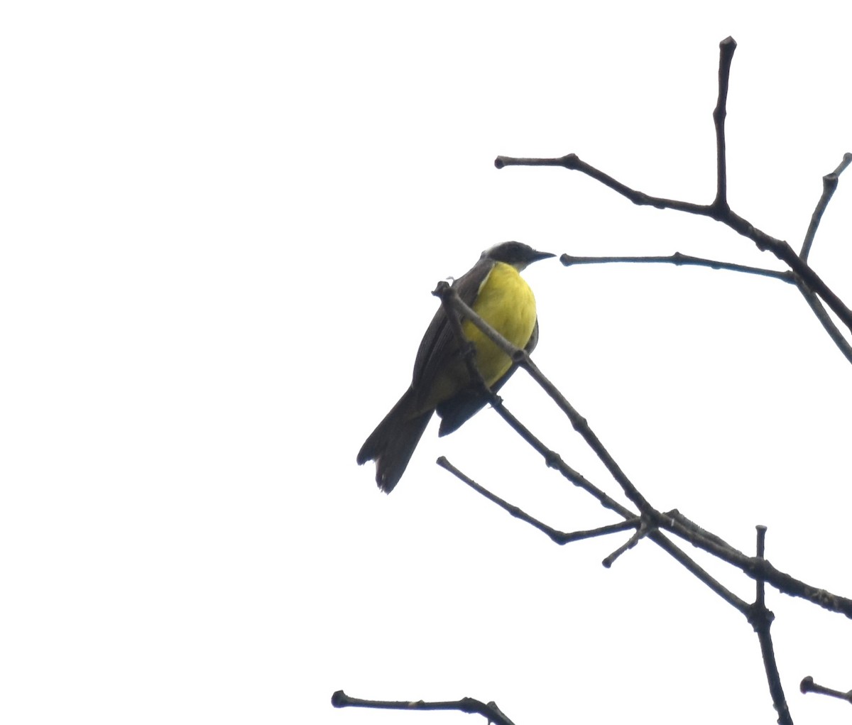 Lesser Kiskadee - ML616563072