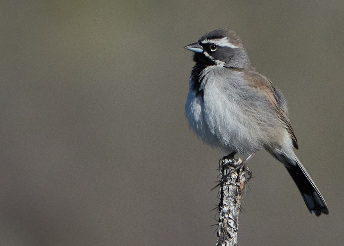 Black-throated Sparrow - ML616563078