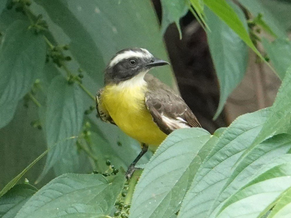 Rusty-margined Flycatcher - Steve Kornfeld