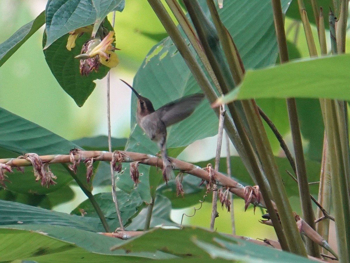 Гвианский колибри-отшельник - ML616563114