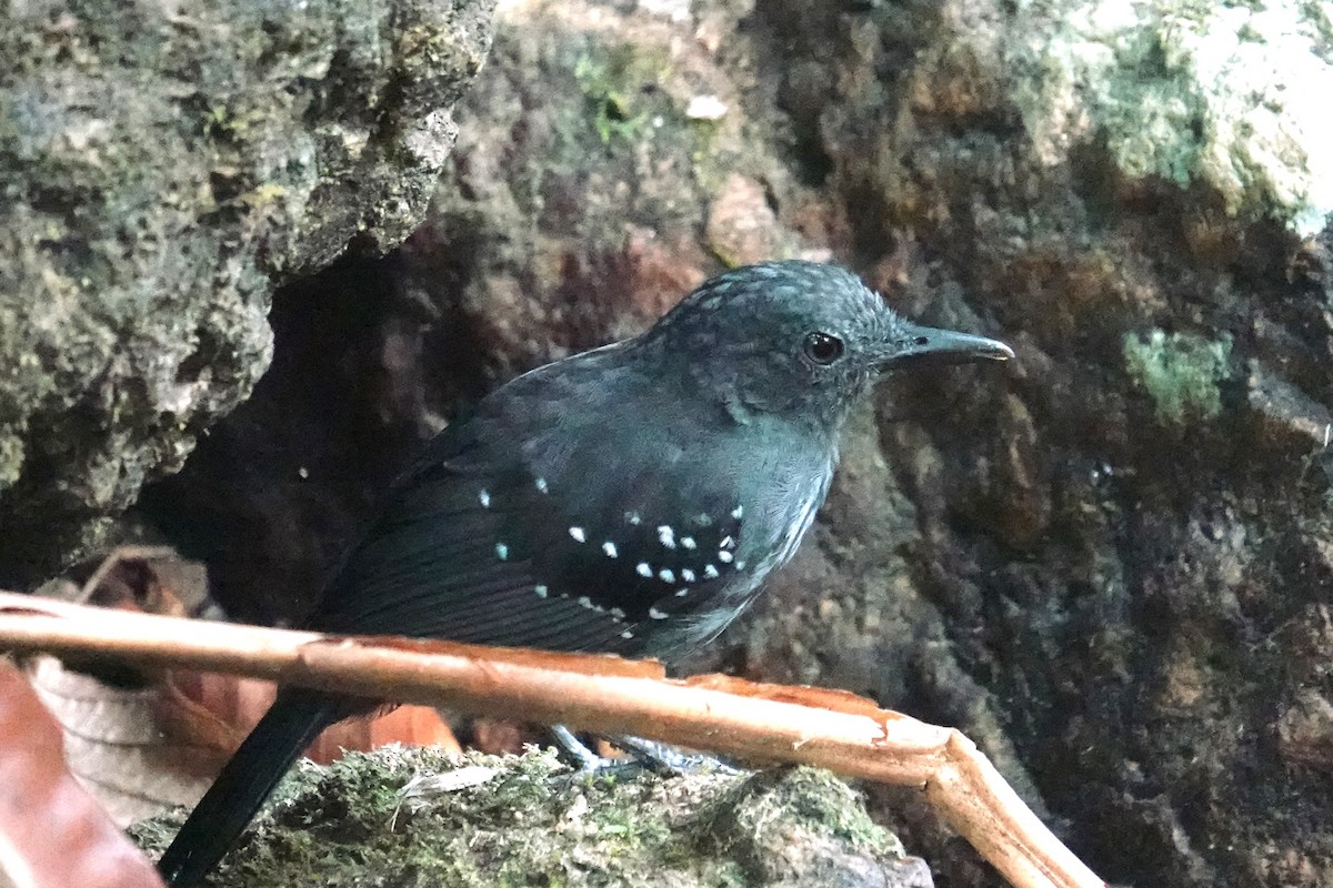 Caura Antbird - Steve Kornfeld