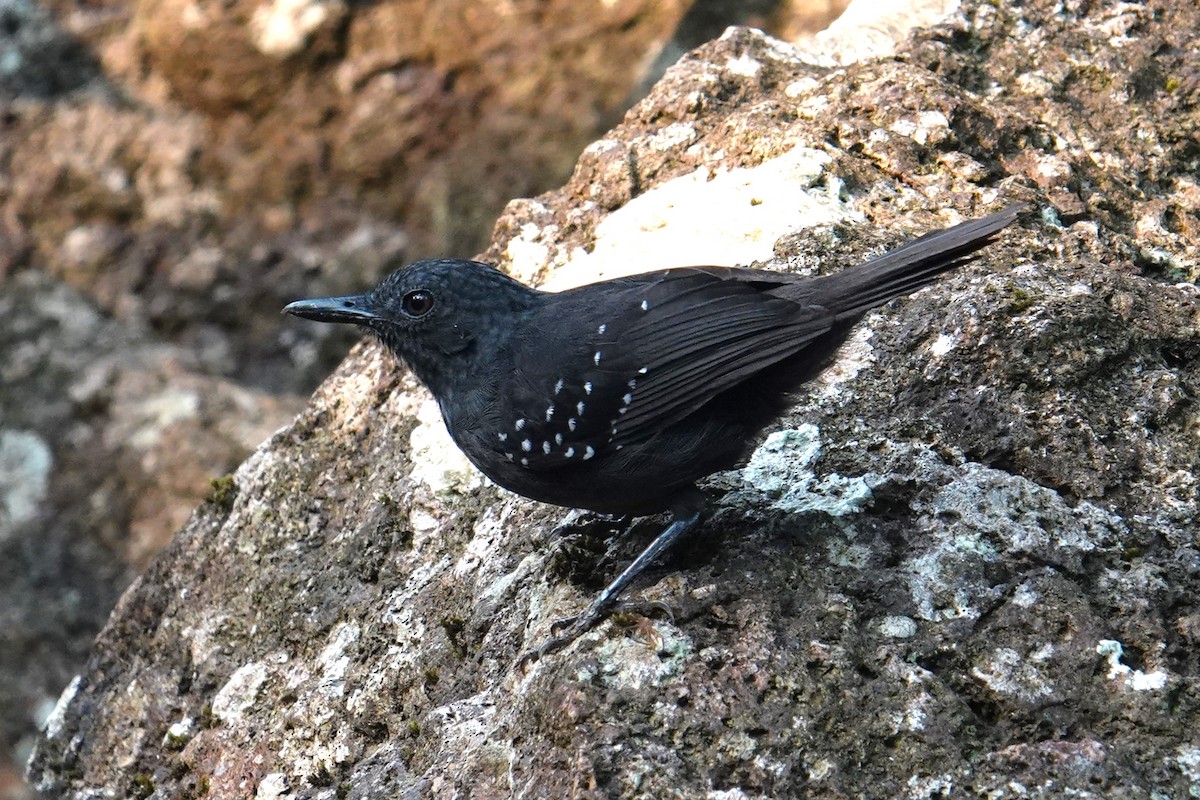 Hormiguero del Caura - ML616563125