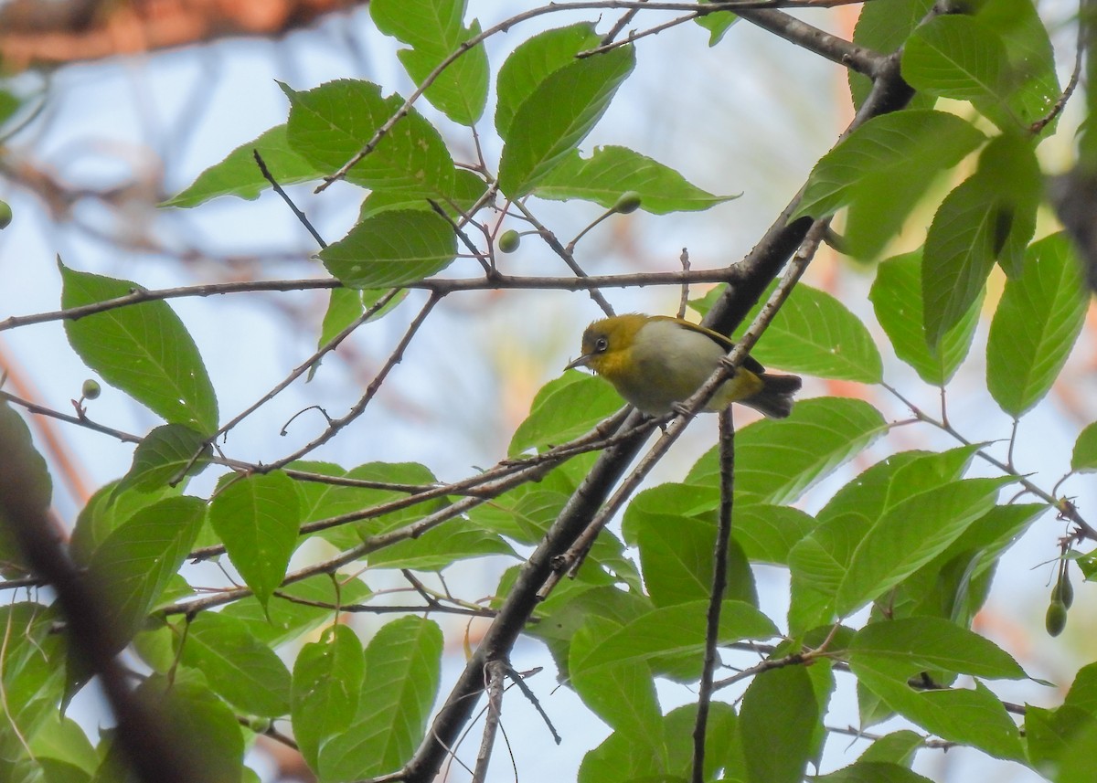 Indian White-eye - ML616563277