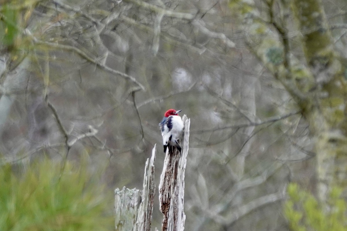 Red-headed Woodpecker - ML616563305