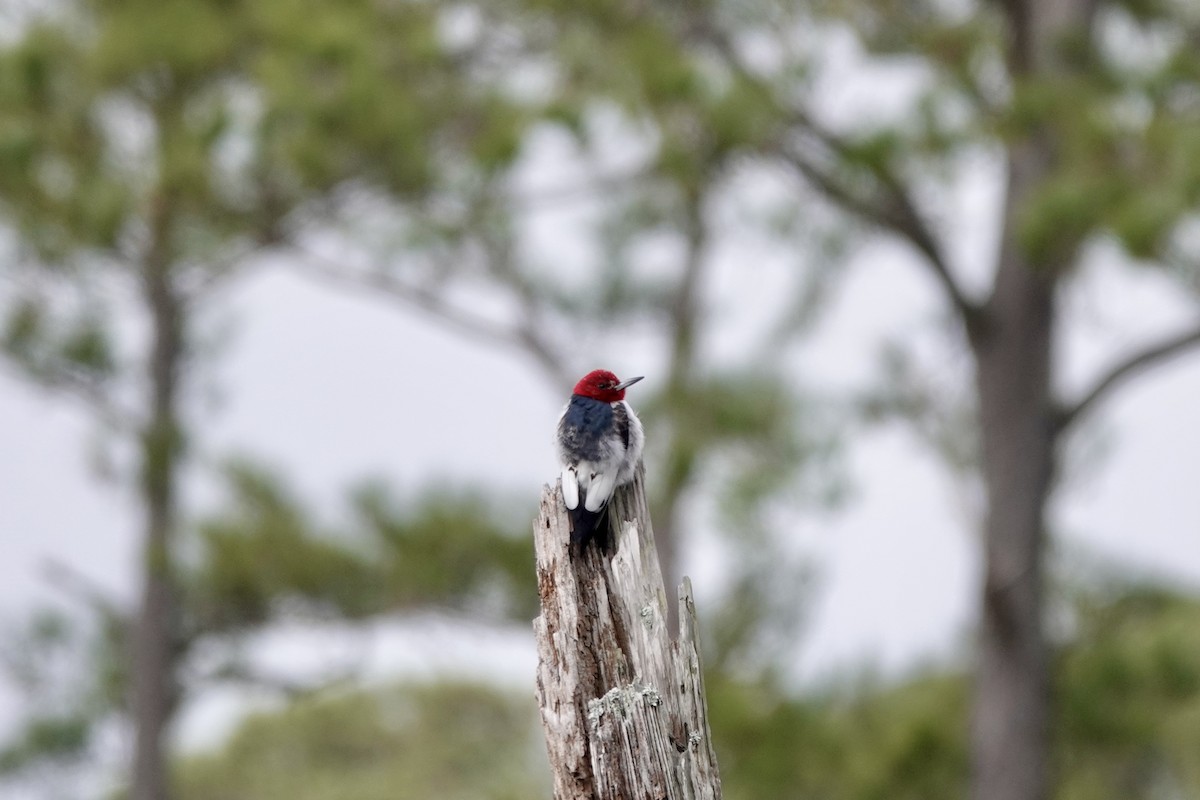 Red-headed Woodpecker - ML616563306