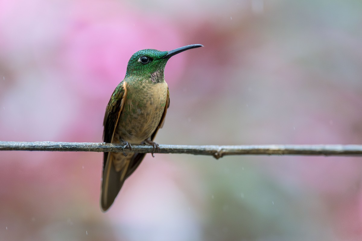 Fawn-breasted Brilliant - ML616563375