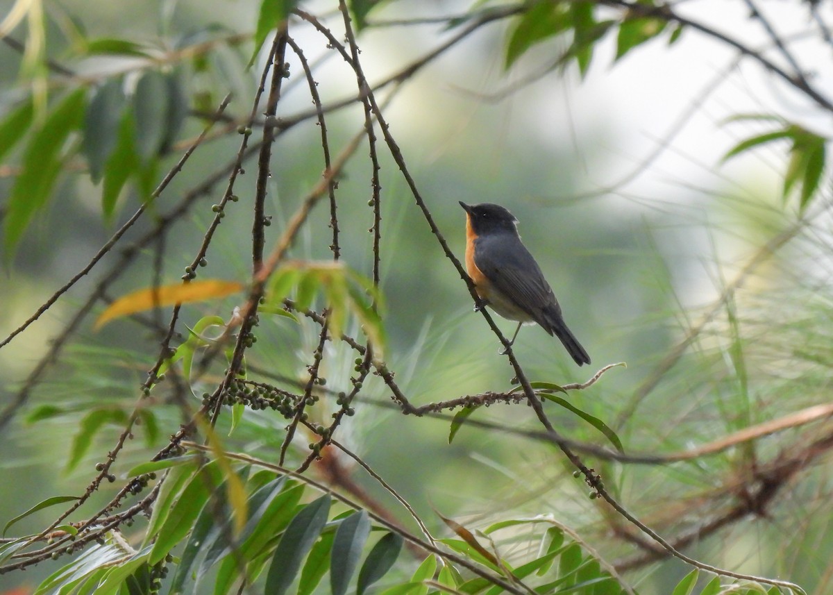 Slaty-backed Flycatcher - Arthur Gomes