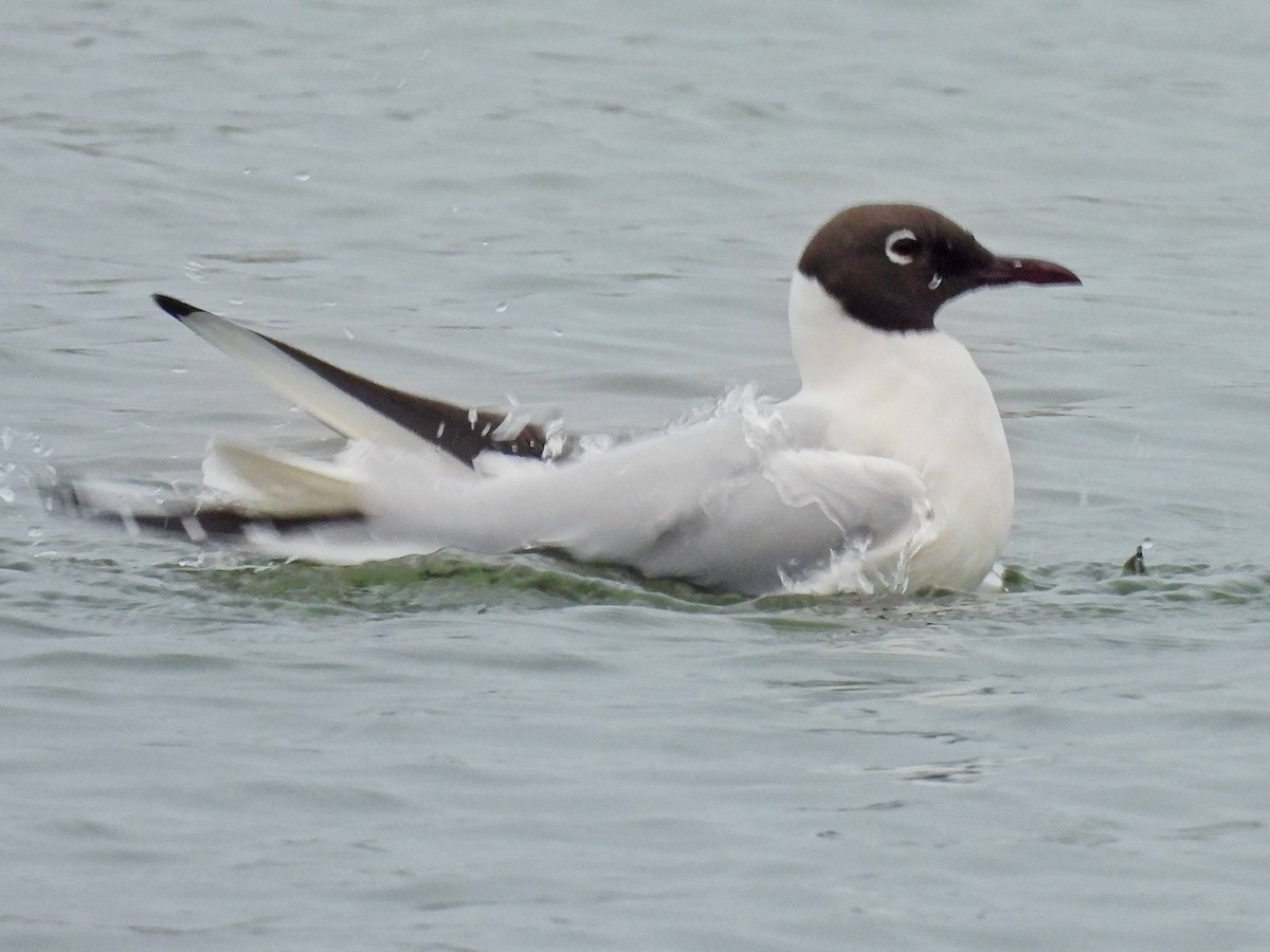 Mouette rieuse - ML616563394