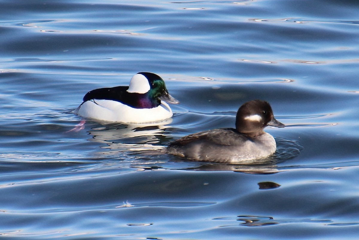 Bufflehead - ML616563400