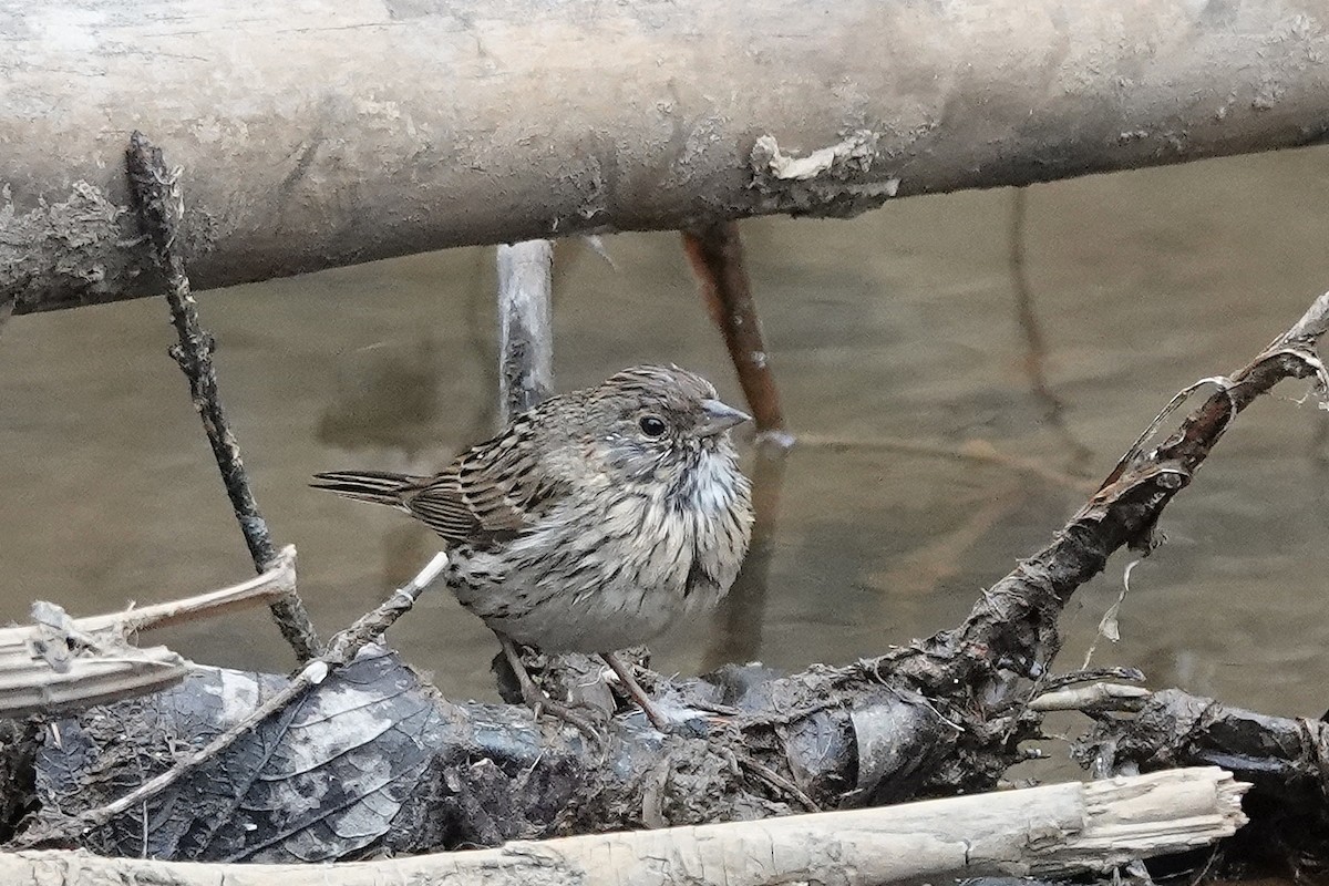 Lincoln's Sparrow - ML616563407