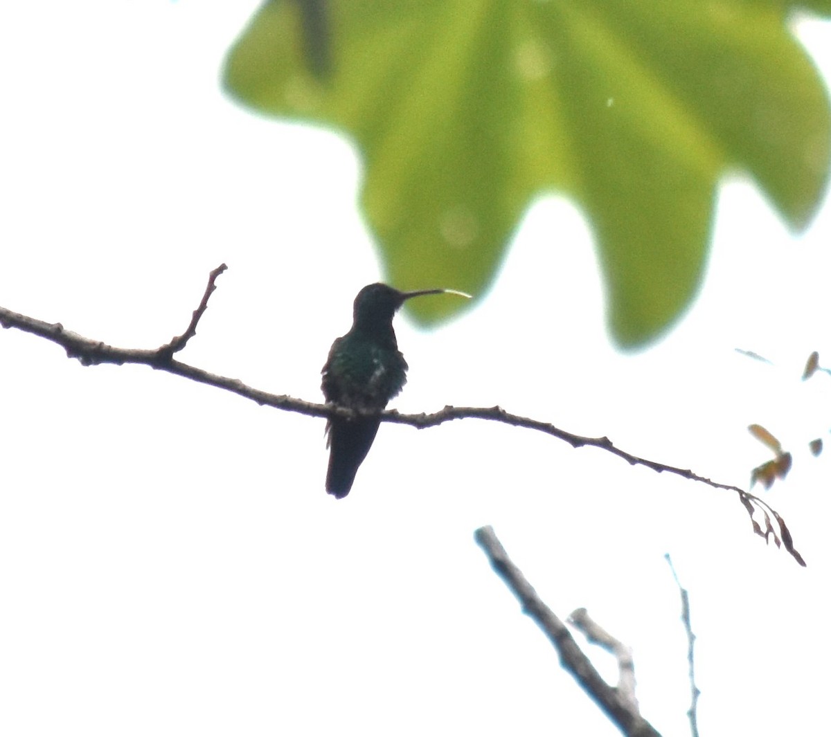 Glittering-throated Emerald - ML616563413