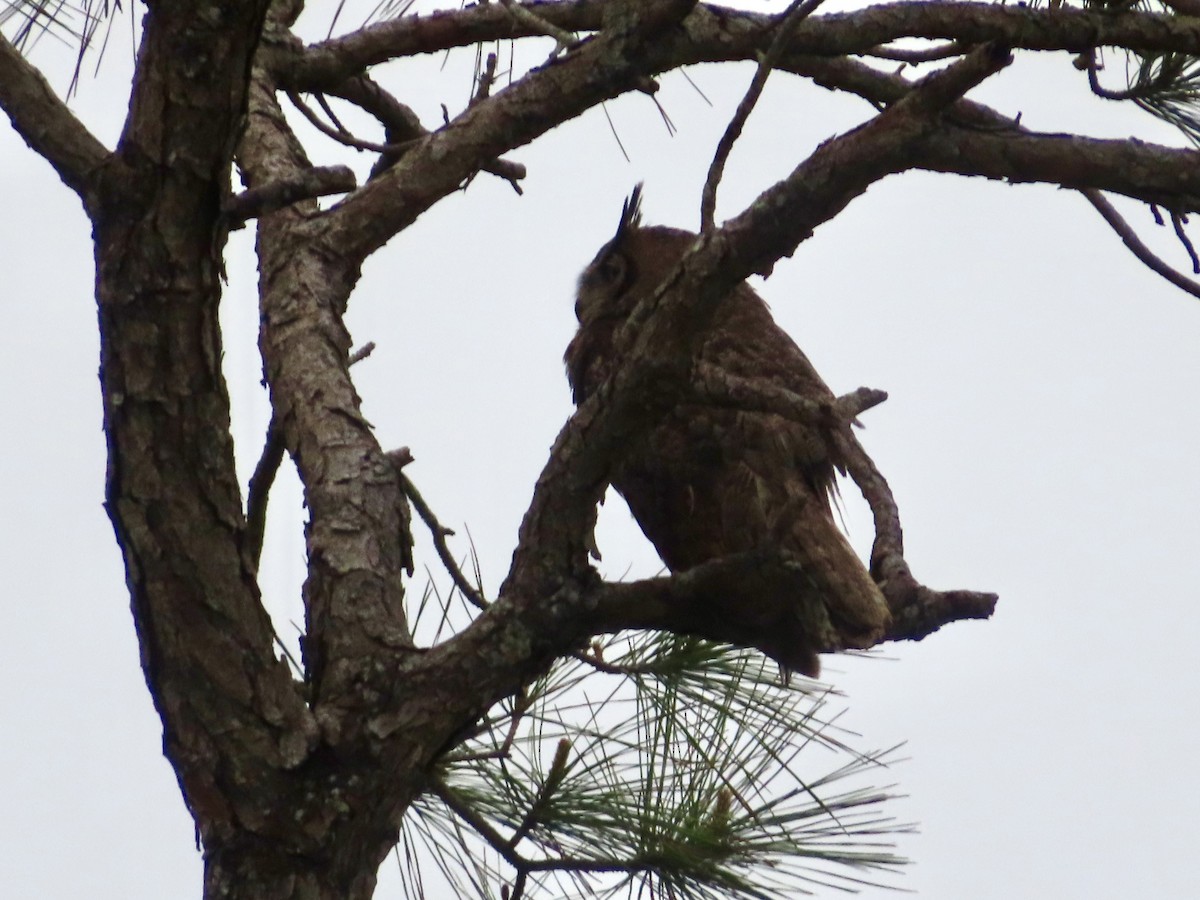 Great Horned Owl - ML616563443