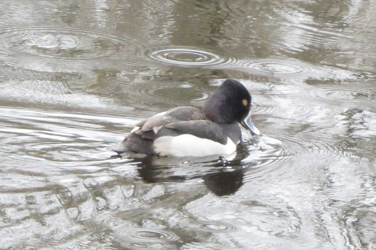 Ring-necked Duck - ML616563450