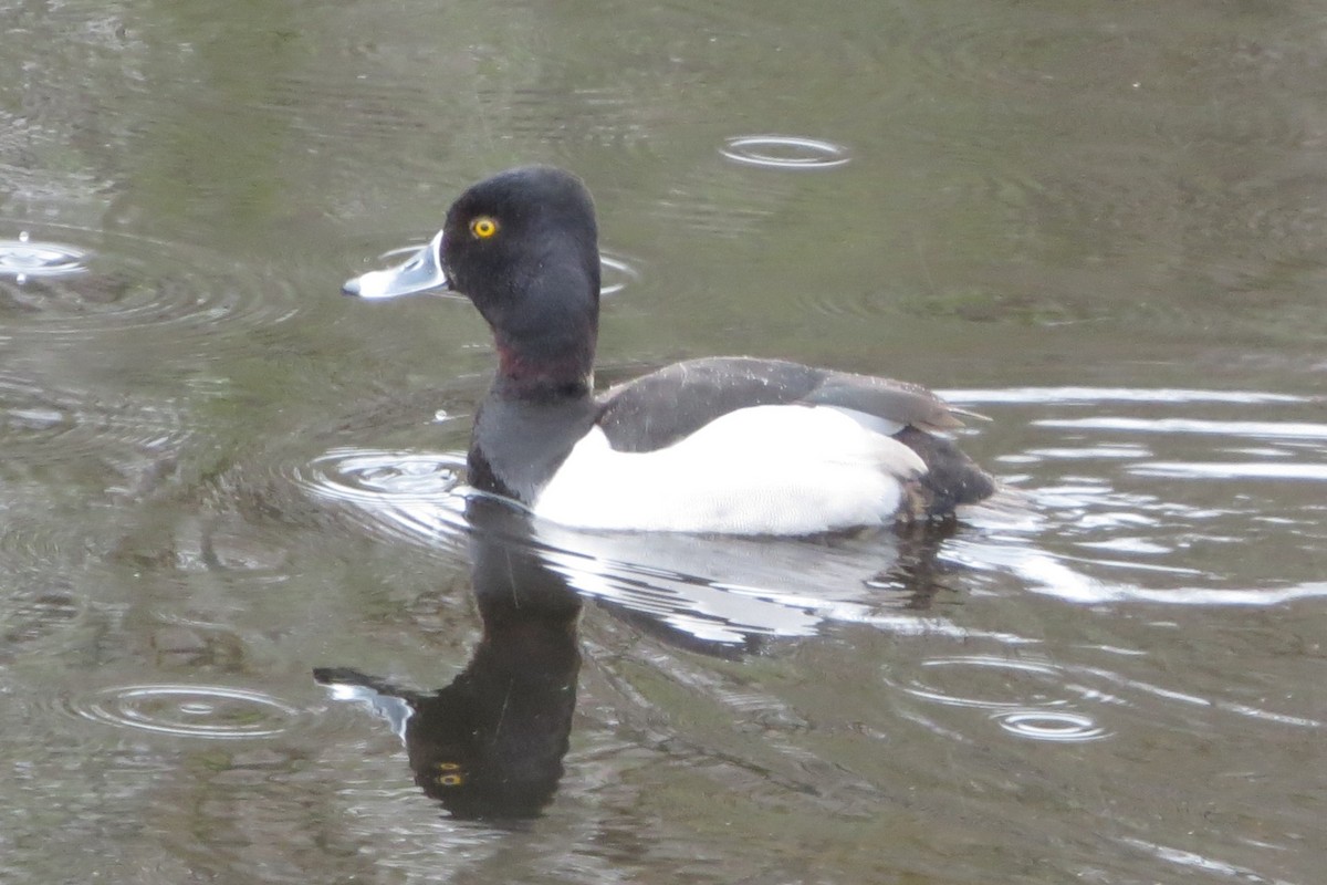 Ring-necked Duck - ML616563452
