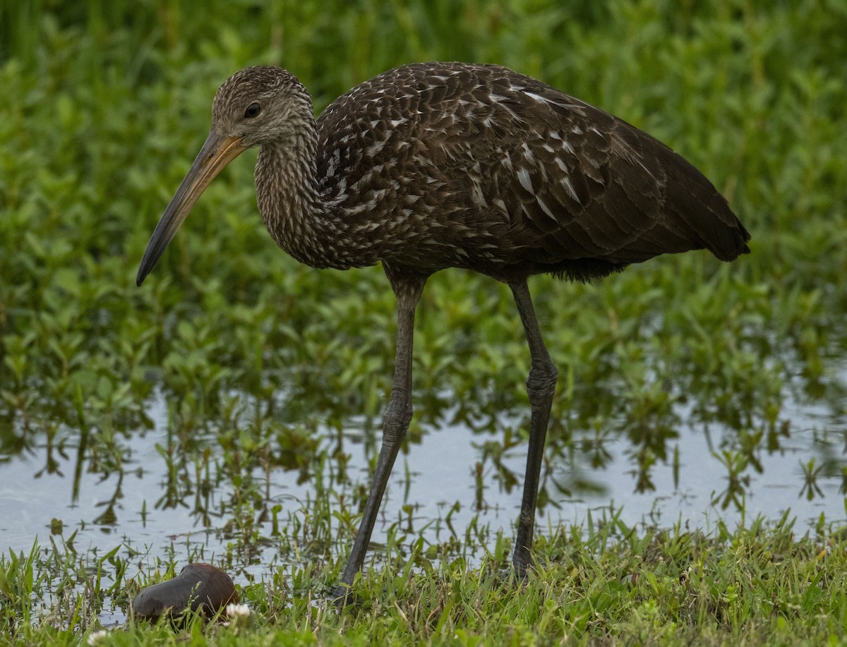 Limpkin - ML616563491