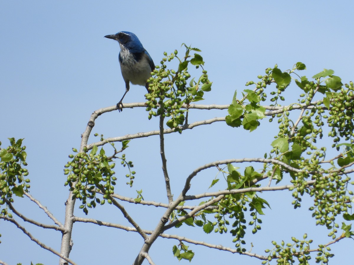 California Scrub-Jay - ML616563567