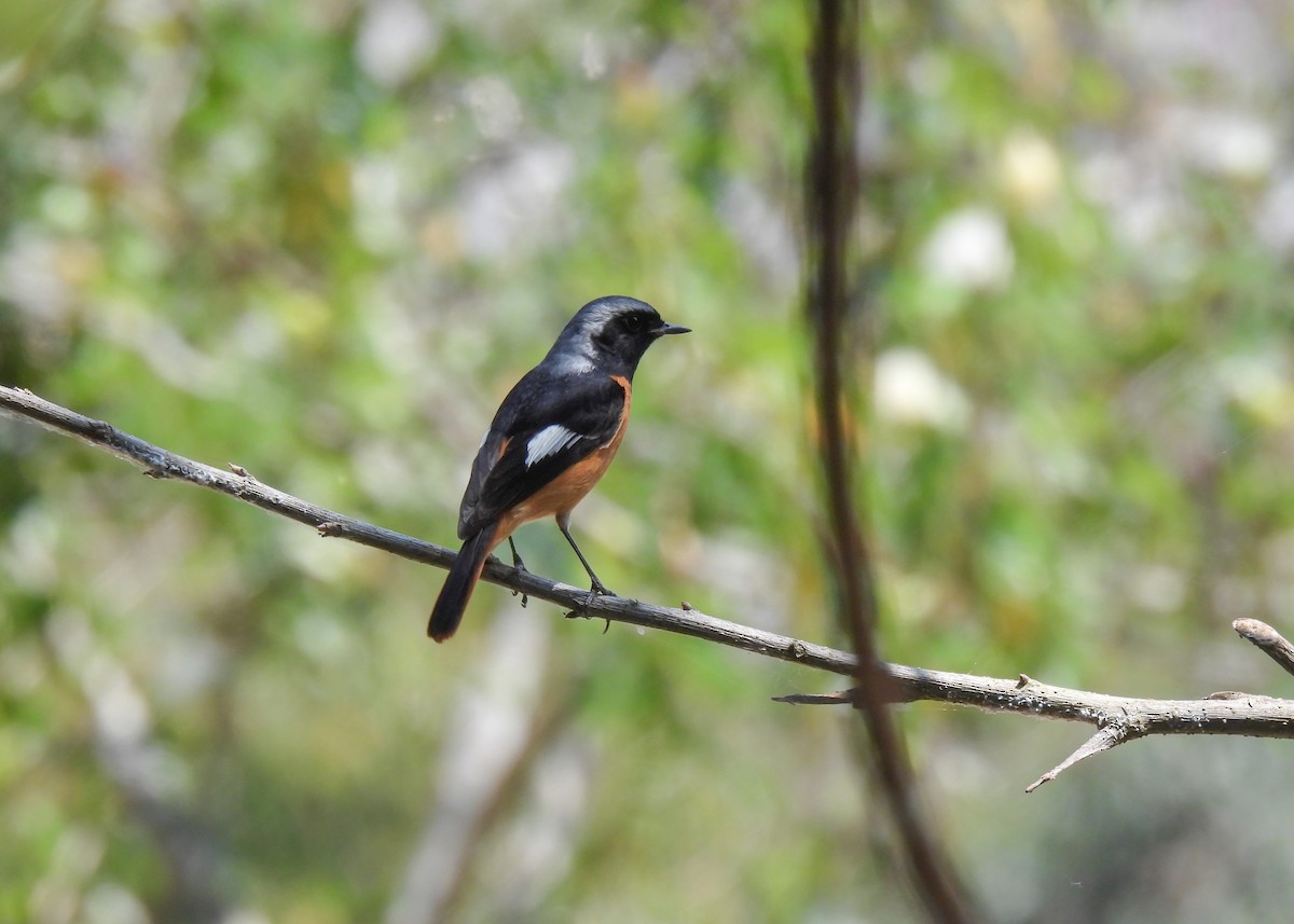 Daurian Redstart - Arthur Gomes