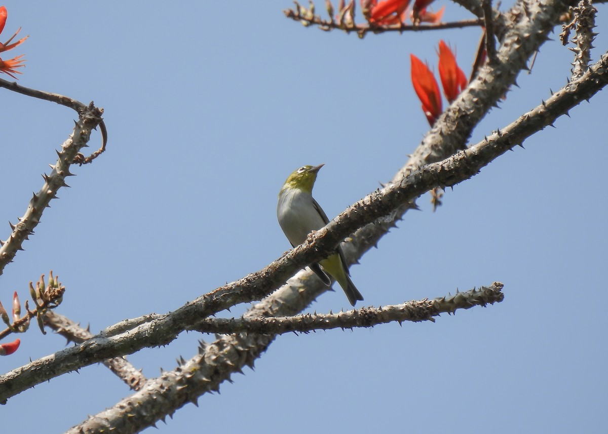 tanımsız Zosterops sp. - ML616563598