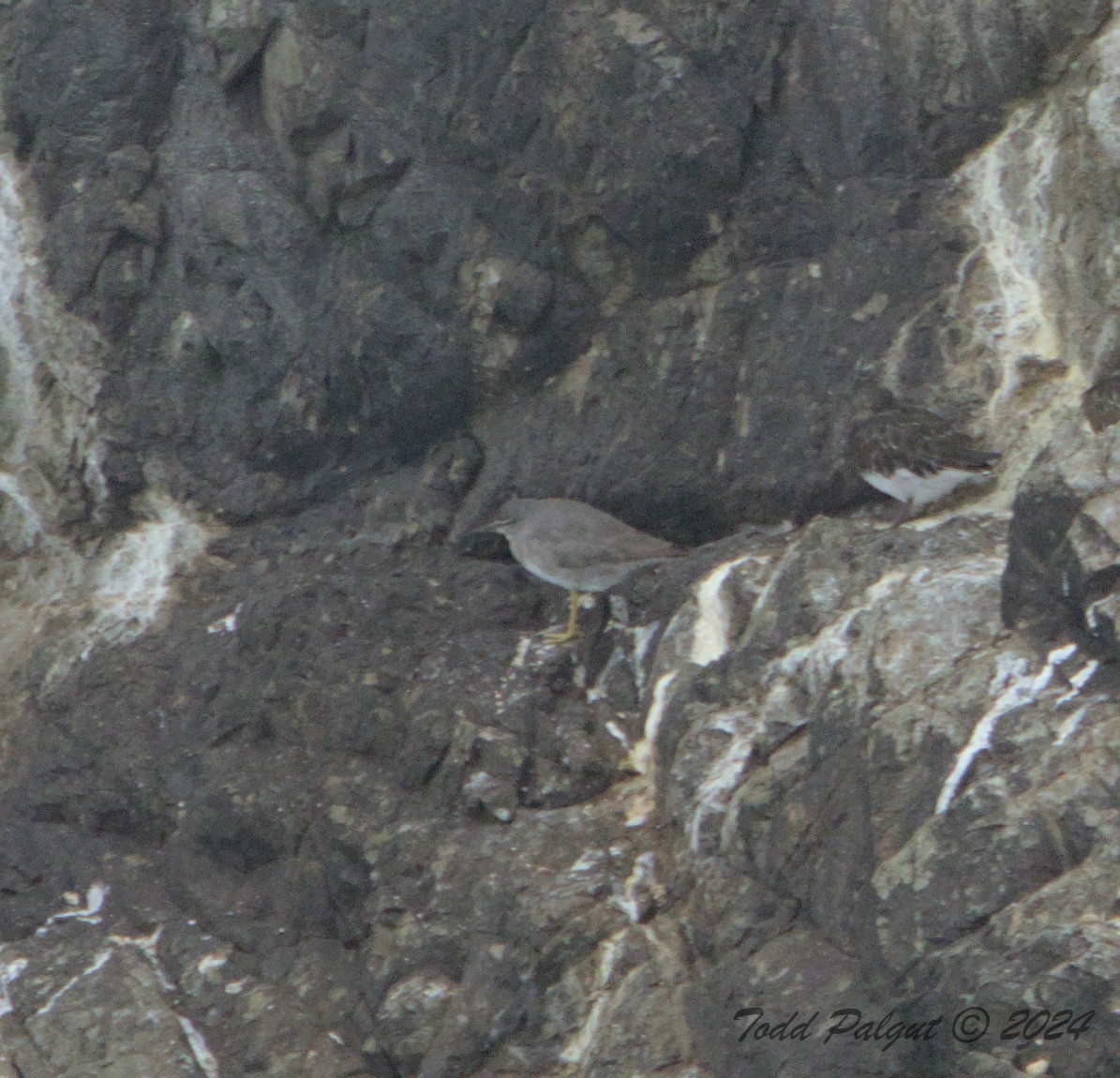 Wandering Tattler - t palgut