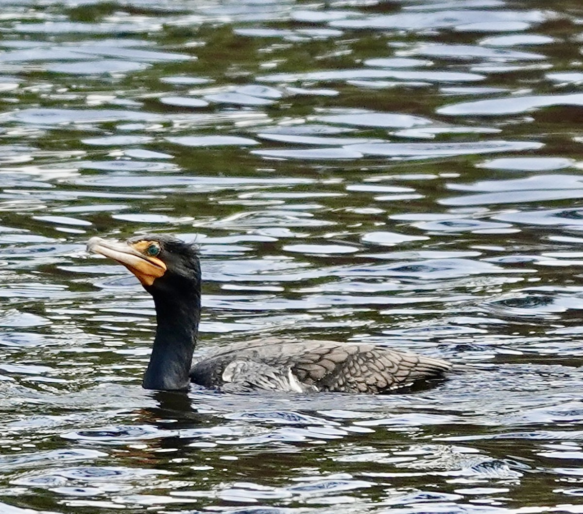 Double-crested Cormorant - Michael Calamari