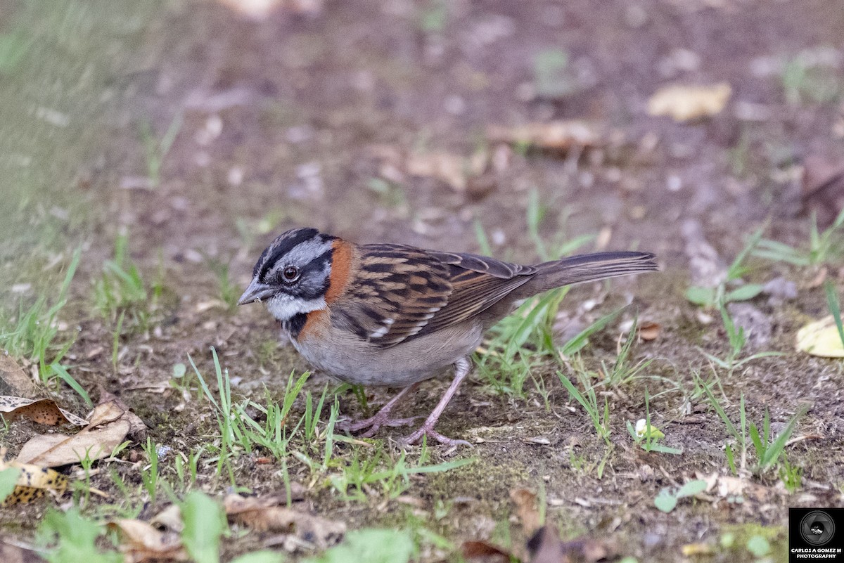 Rufous-collared Sparrow - ML616563637