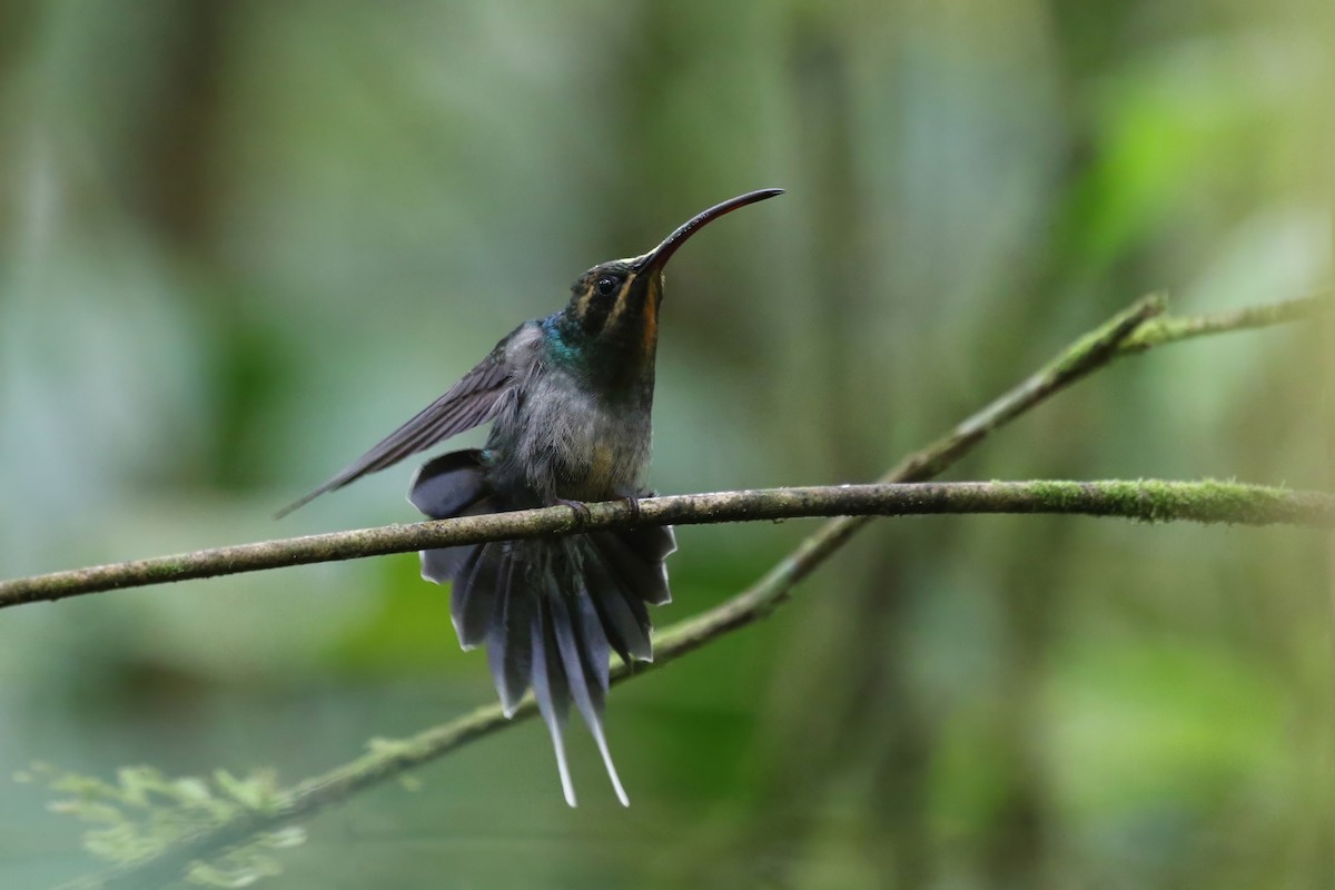 kolibřík šedobřichý - ML616563647