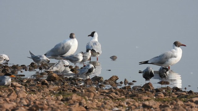 Brown-headed Gull - ML616563651