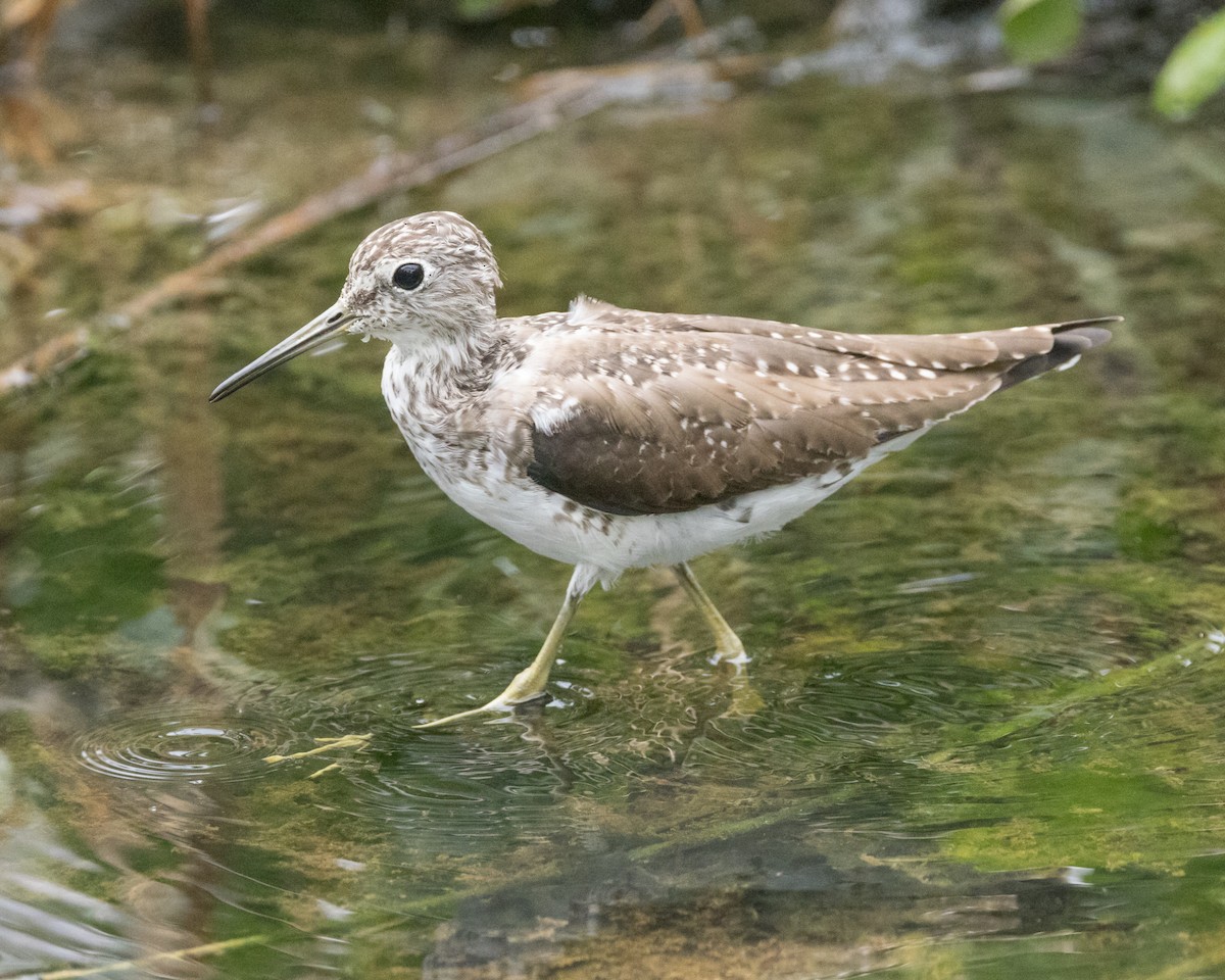 Solitary Sandpiper - ML616563658