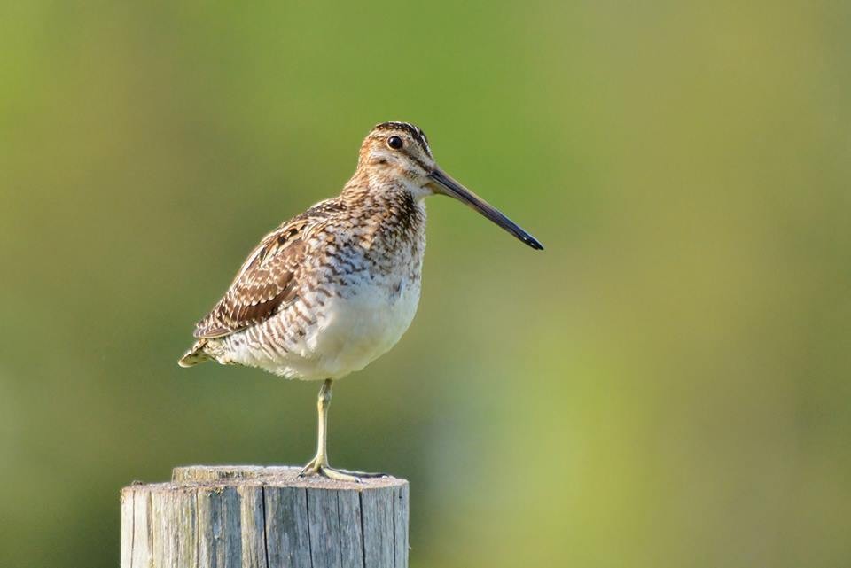 Wilson's Snipe - ML616563690