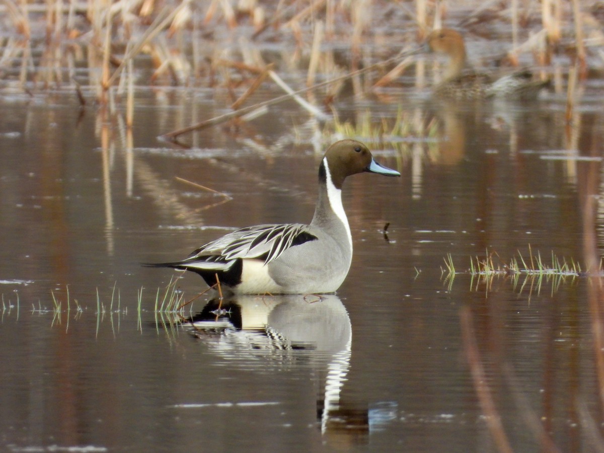 Northern Pintail - M. Pierre-Louis