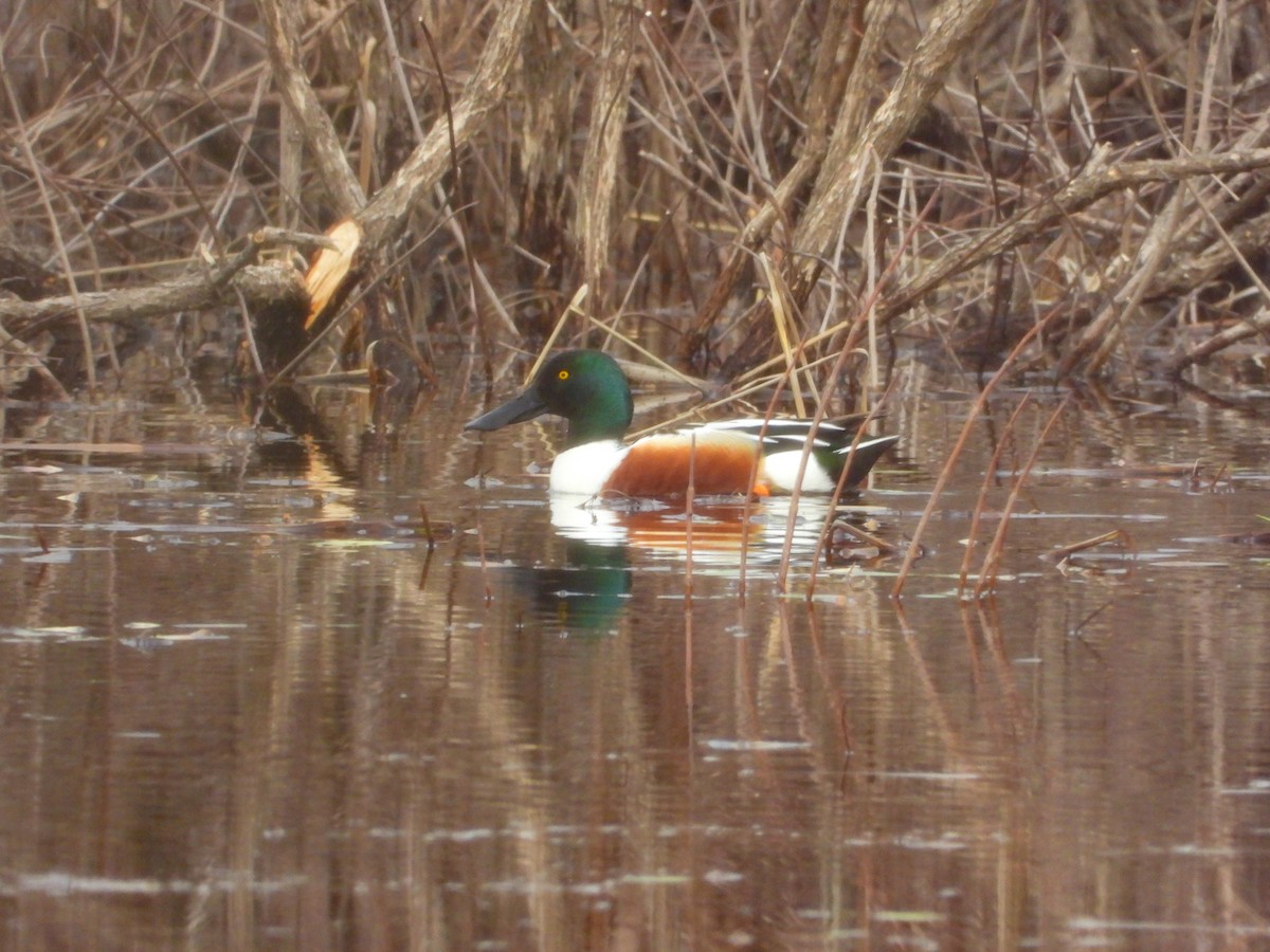 Northern Shoveler - ML616563702