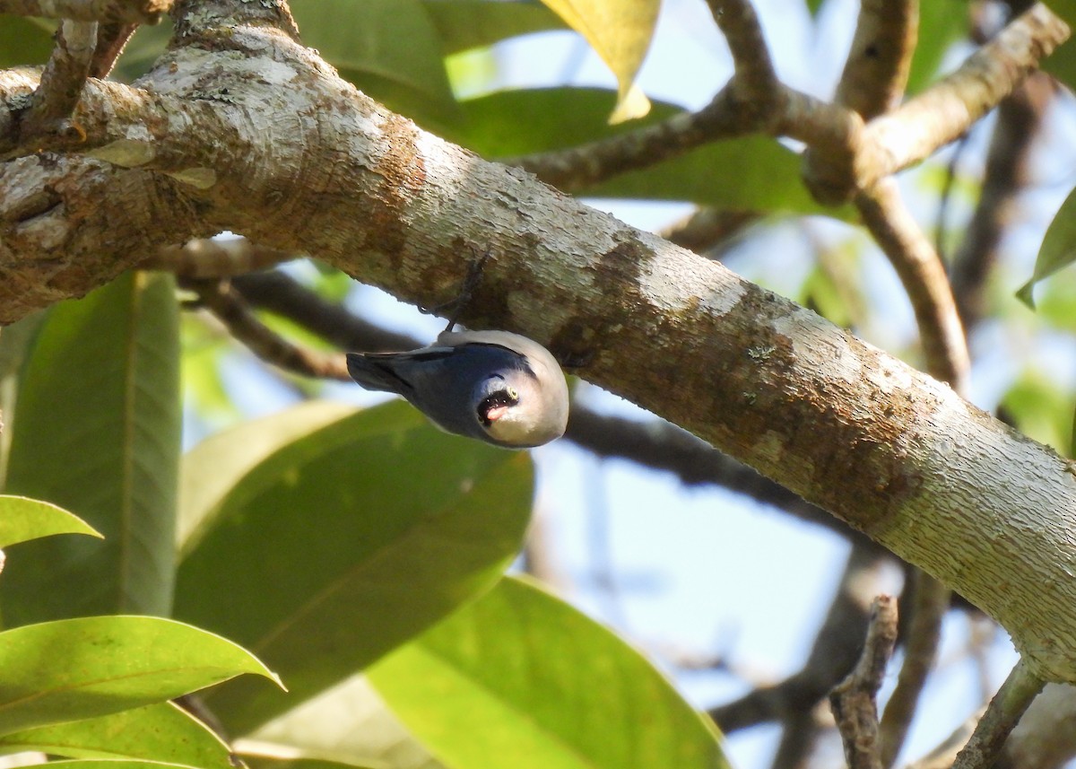 Velvet-fronted Nuthatch - Arthur Gomes