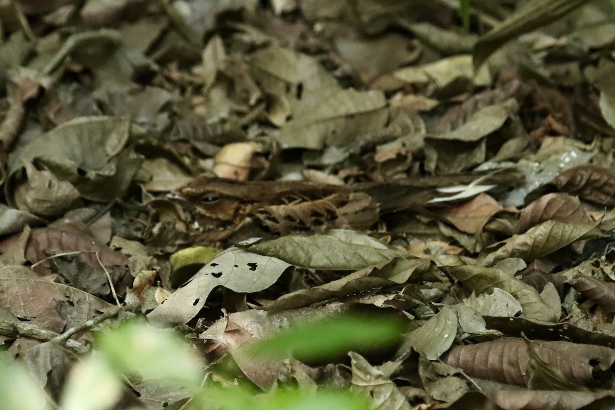 Common Pauraque - Matthew Hewitt