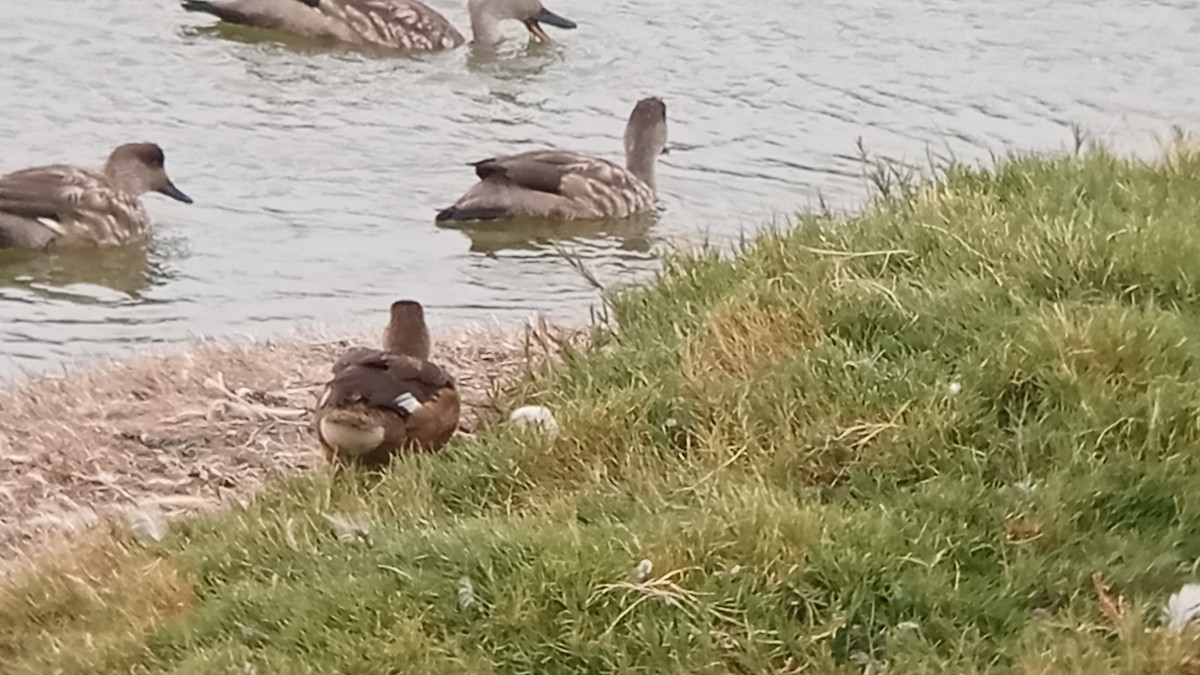 Rosy-billed Pochard - ML616563736