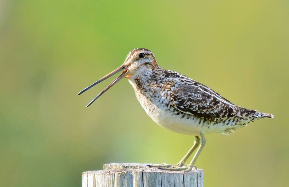 Wilson's Snipe - ML616563753