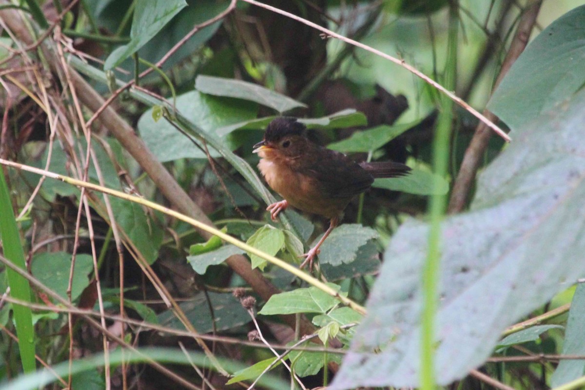 Brown-capped Babbler - ML616563824