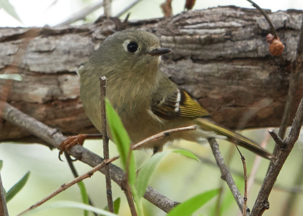 Ruby-crowned Kinglet - ML616563825