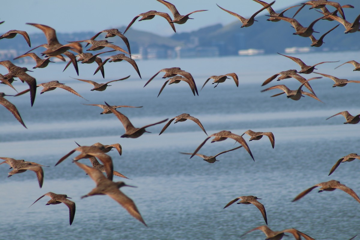 Marbled Godwit - Rachel Street