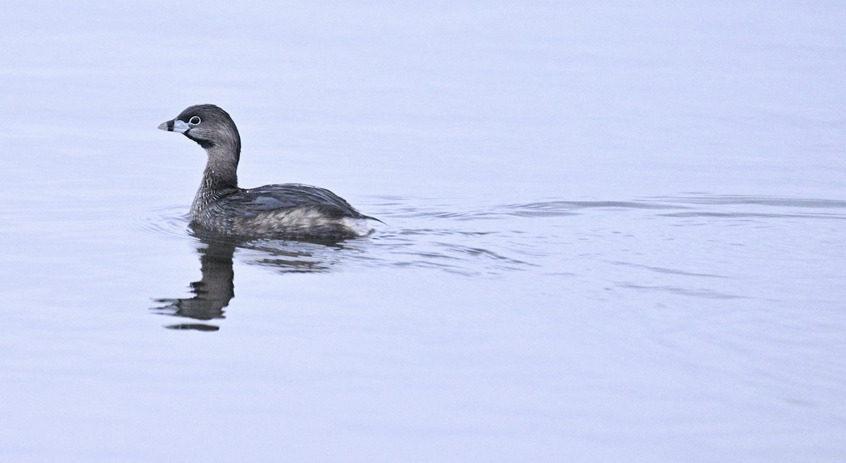 Pied-billed Grebe - ML616563831