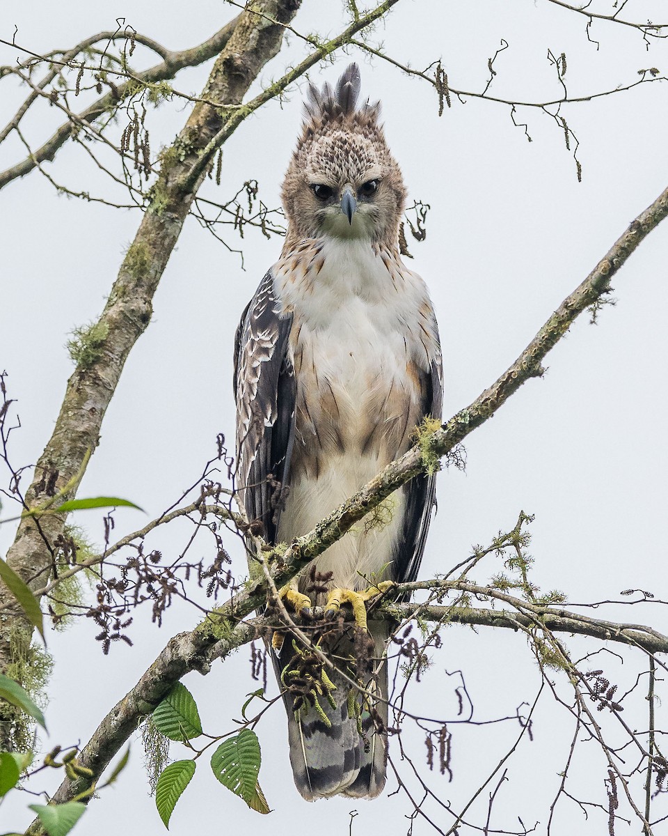 Black-and-chestnut Eagle - ML616563853