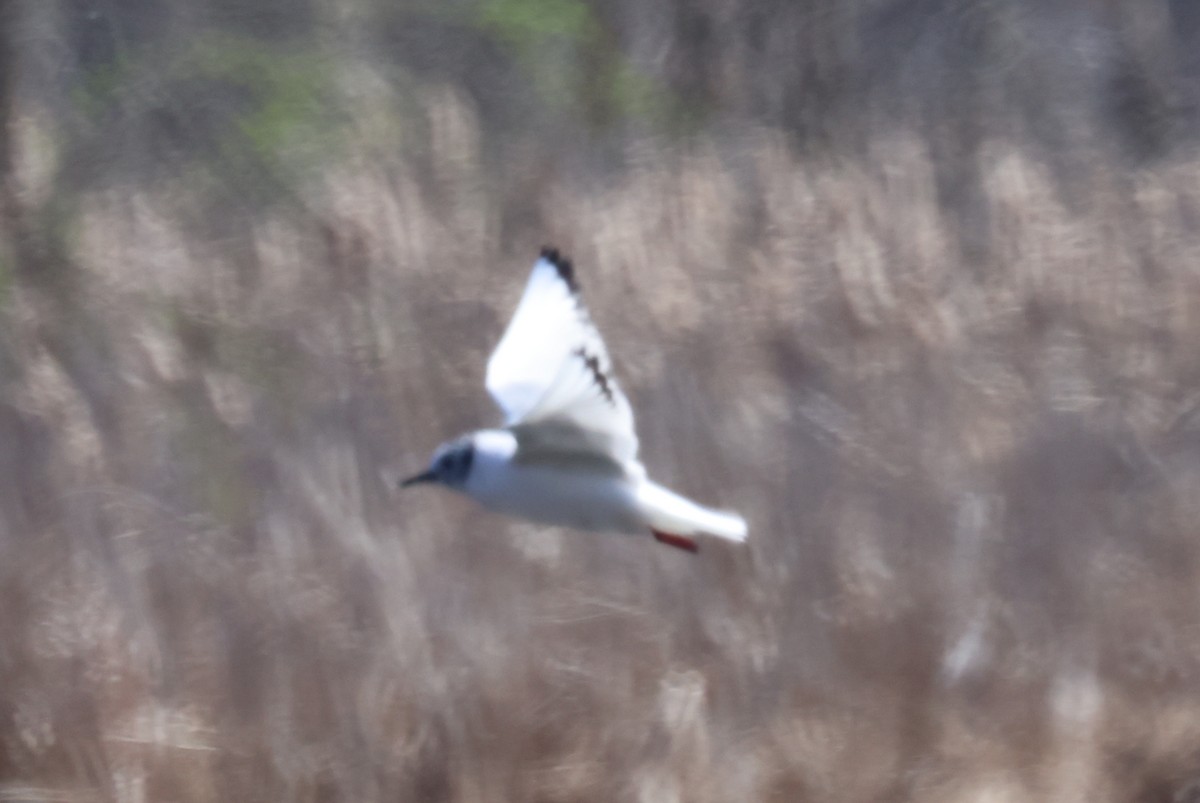 Mouette de Bonaparte - ML616563877